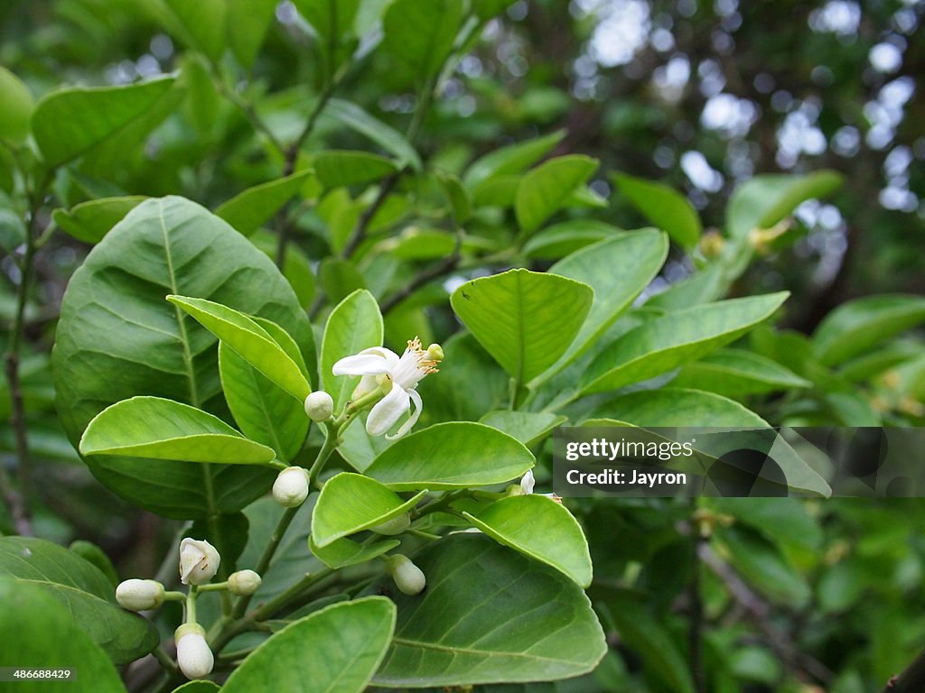 Pomelo flower