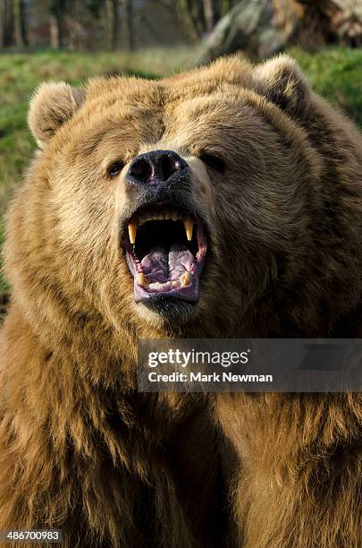 grizzly bear - angry bear face stockfoto's en -beelden