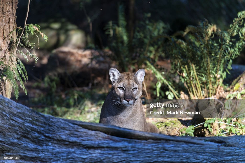 Mountain lion