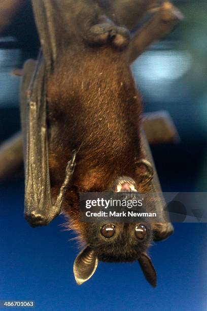 indian flying fox bat - pteropus giganteus stock pictures, royalty-free photos & images