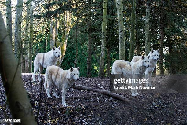 How Wolves Mark 3,241 Mark Wolf Stock Photos, High-Res Pictures, and Images - Getty Images