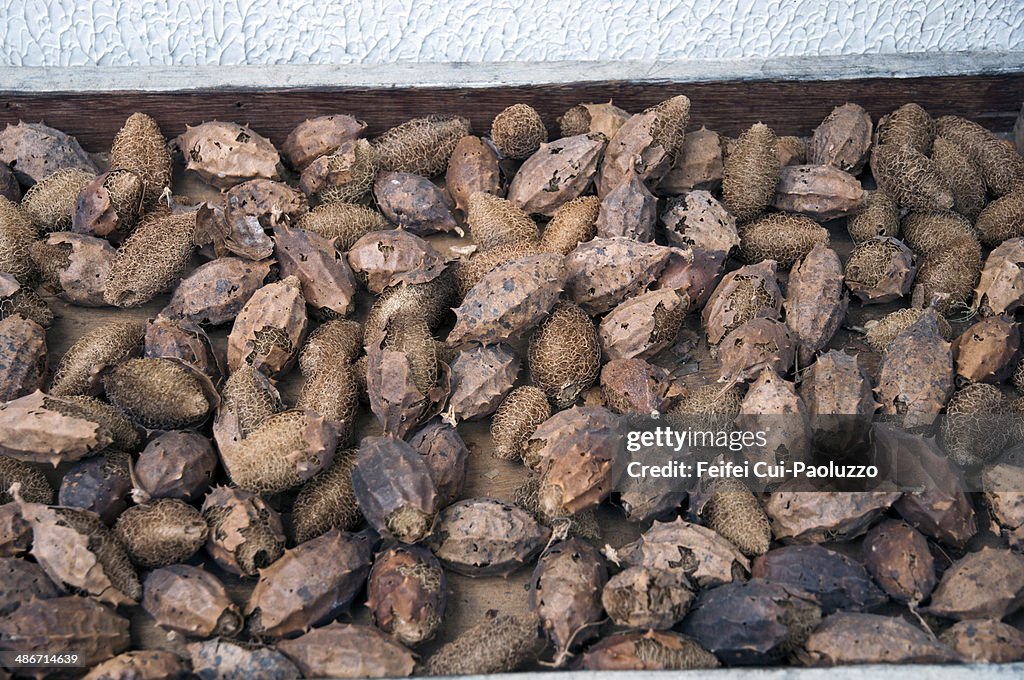 Dried Sterculia lychnophora seeds