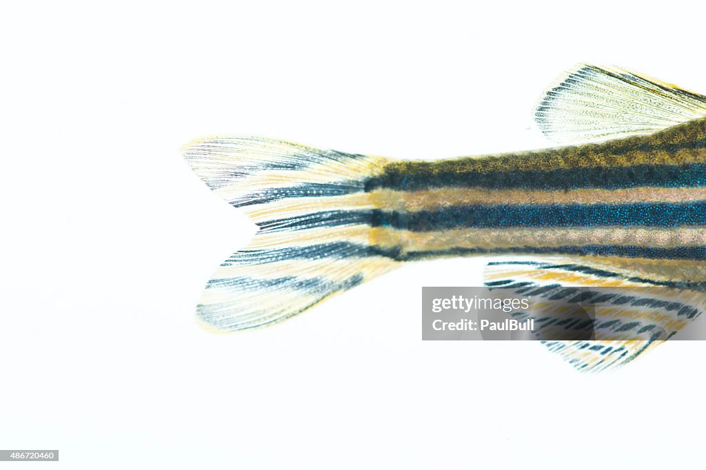 Pesce zebra VI