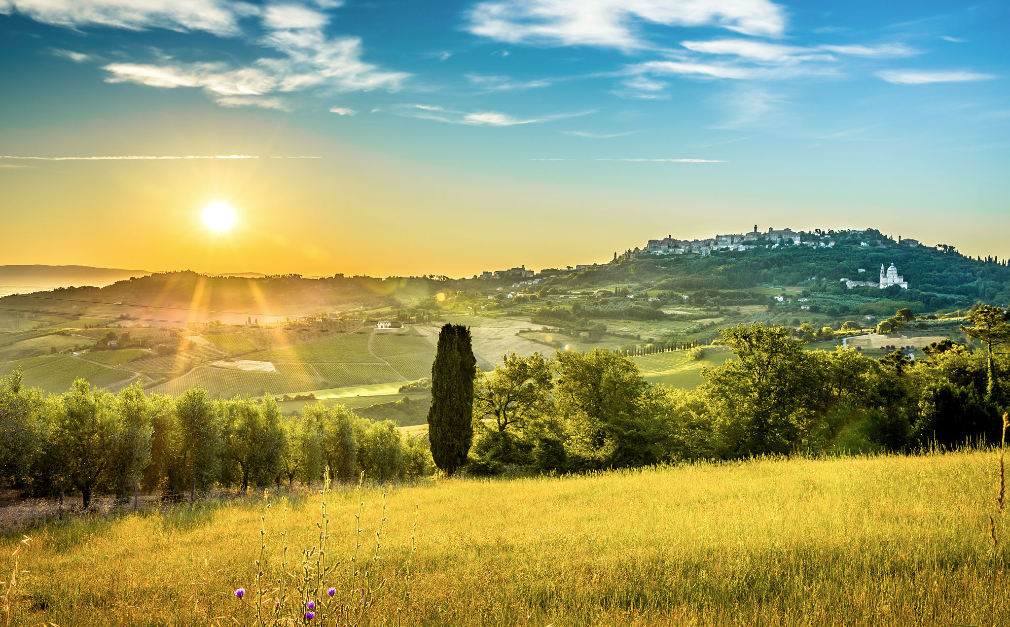 montepulciano vineyards