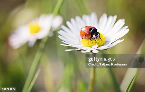 ladybug sitting on a daisy flower in spring - frühling deutschland stock-fotos und bilder