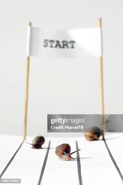 Snail Racing Tracks 113 Snail Tracks Stock Photos, High-Res Pictures, and Images - Getty Images