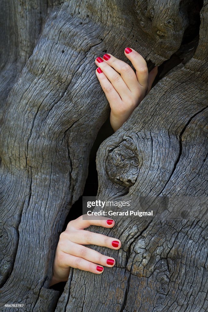 Girl hands stroking the crust of a tree