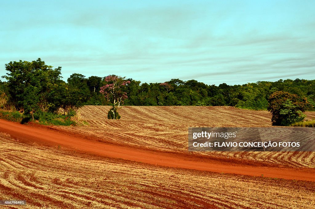 Red Earth Brazil