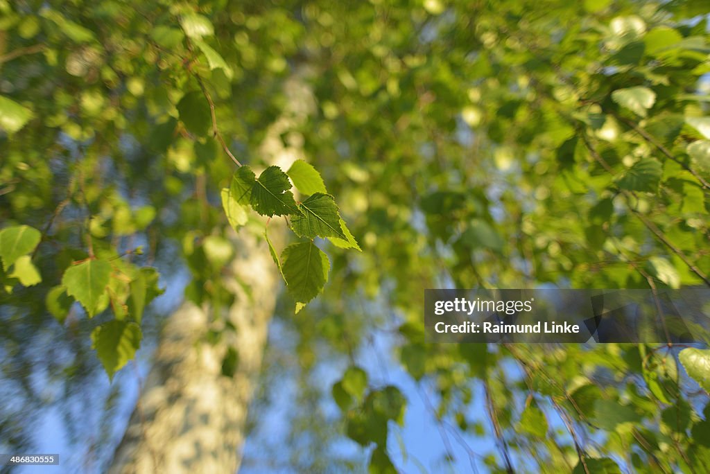 Birch Tree Leaves
