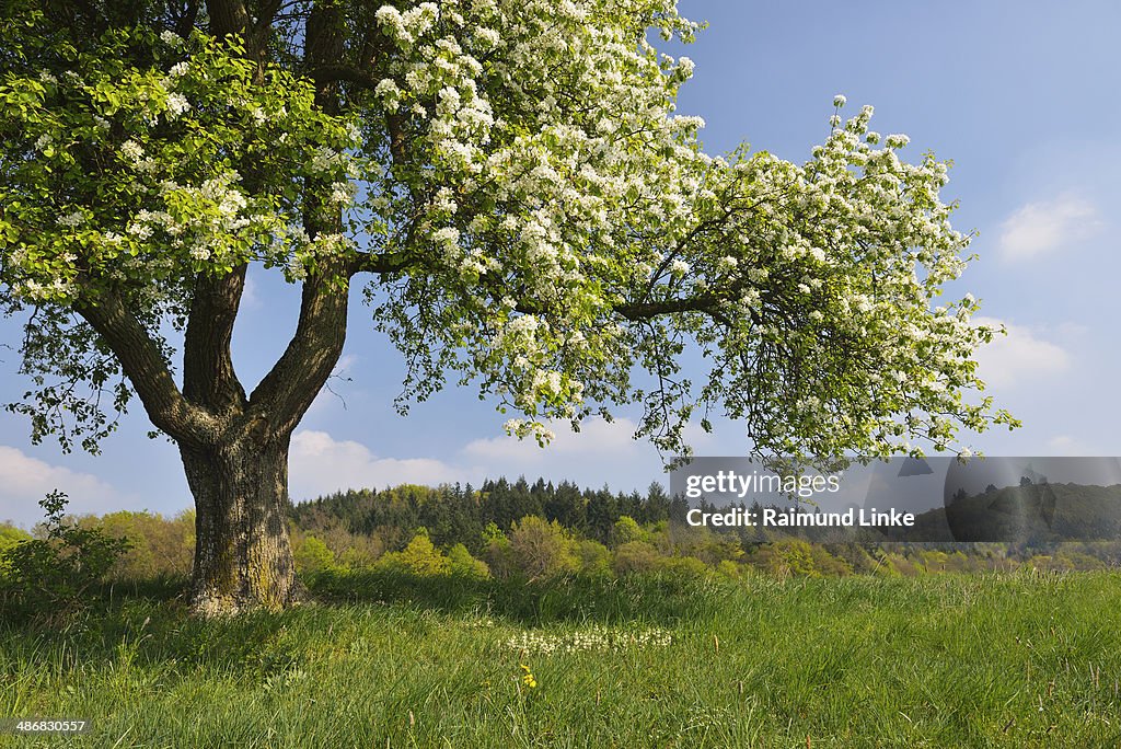Blooming Pear Tree