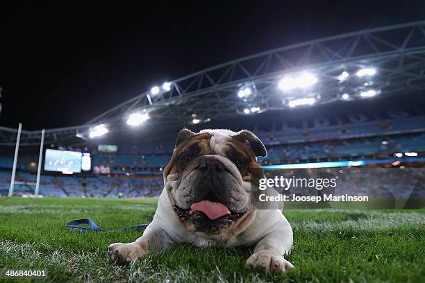 Bulldog Ritchie Rugby The Bulldogs Rugby League Team Photos and Premium High Res Pictures ...