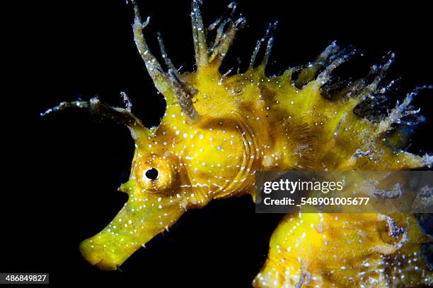 seahorse portrait - hippocampus ramulosus stock pictures, royalty-free photos & images