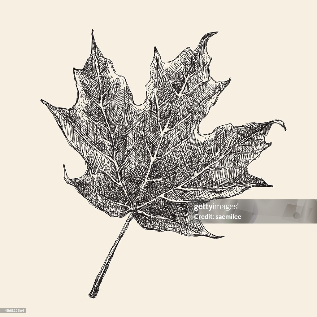 Maple Leaf Drawing