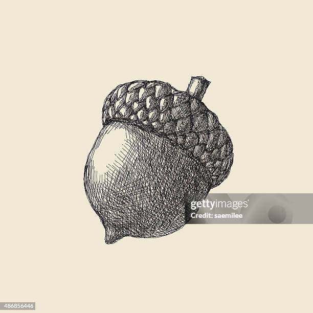 ilustraciones, imágenes clip art, dibujos animados e iconos de stock de bellota de dibujos - bellota