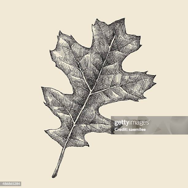 ilustraciones, imágenes clip art, dibujos animados e iconos de stock de dibujo de hoja de roble - oak leaf