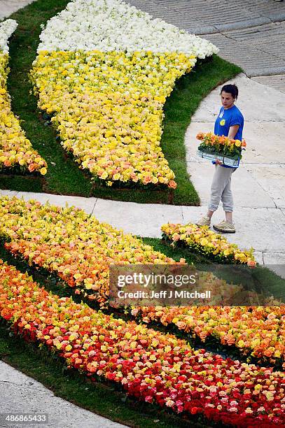 Flowers are prepared outside the Basilica in Saint Peter's Square on April 26, 2014 in Vatican City, Vatican. Dignitaries, heads of state and royalty...