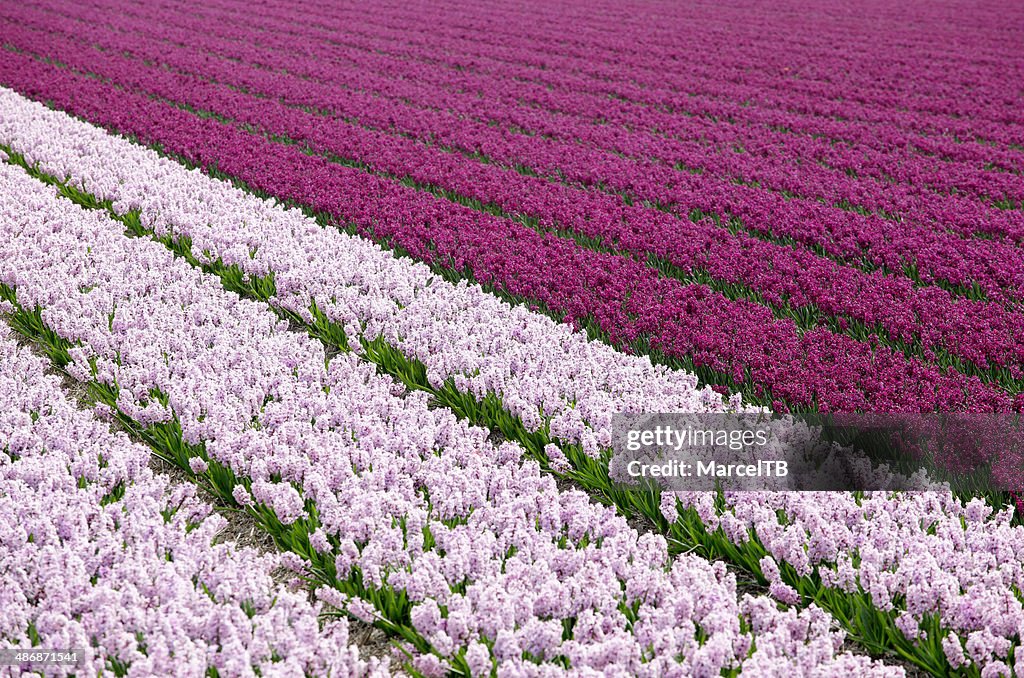 Field of hyacinths