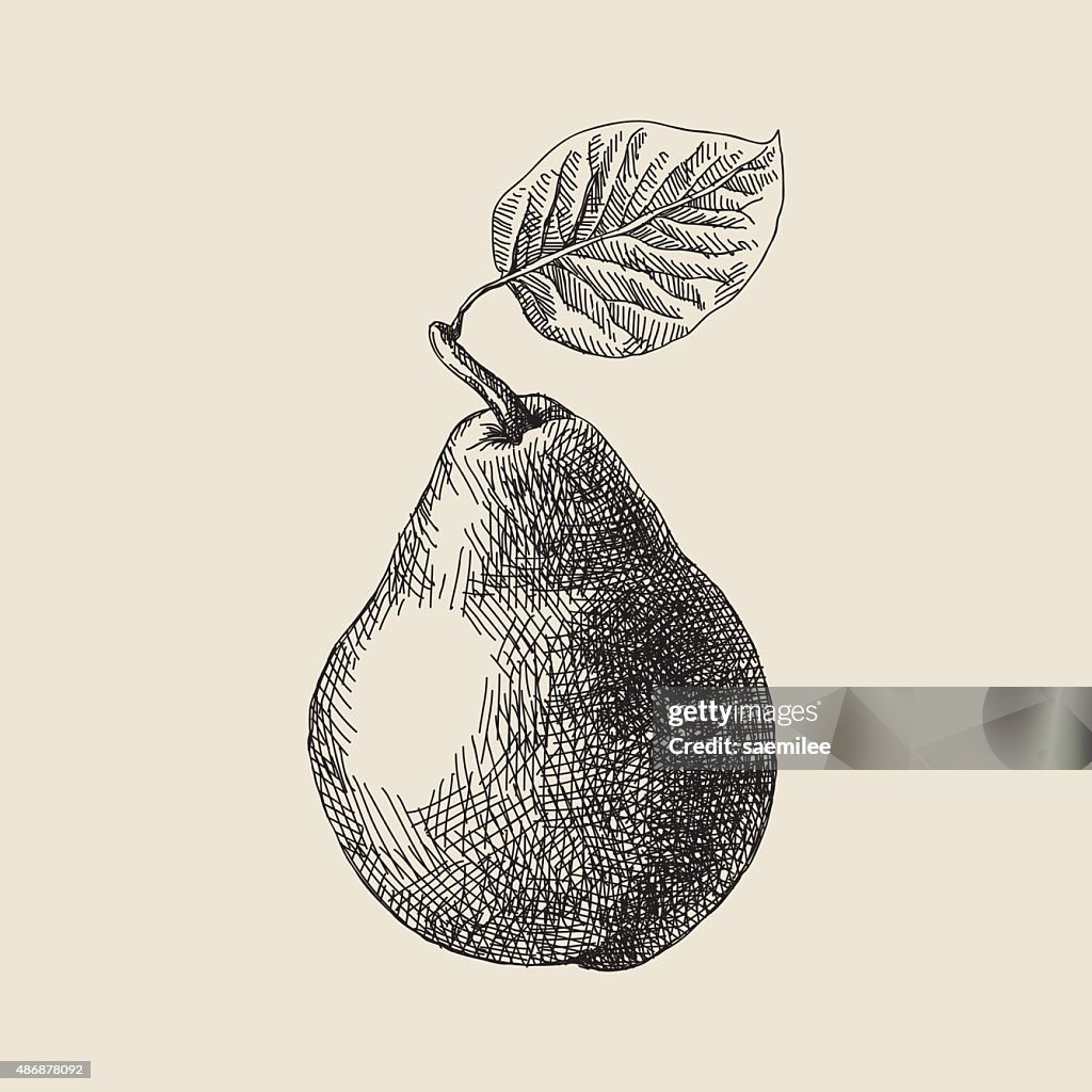 Pear Drawing