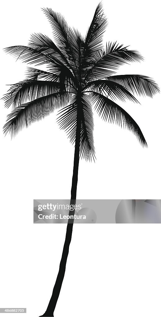 Palm Tree