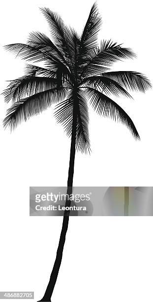 stockillustraties, clipart, cartoons en iconen met palm tree - coconut isolated