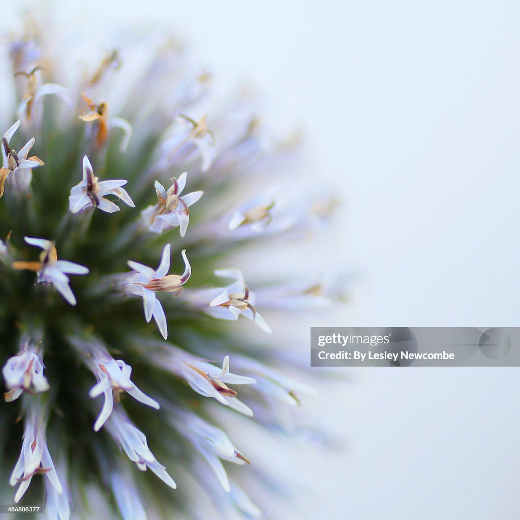 Echinops