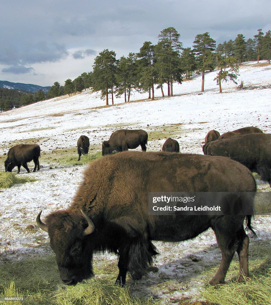 American Buffalo in Colorado