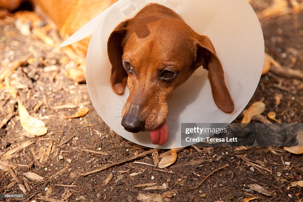 Dog wth surgery cone