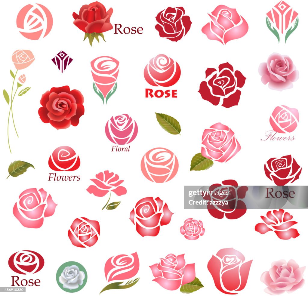 Sg Roses Design Roses Design Elements High-Res Vector Graphic - Getty Images