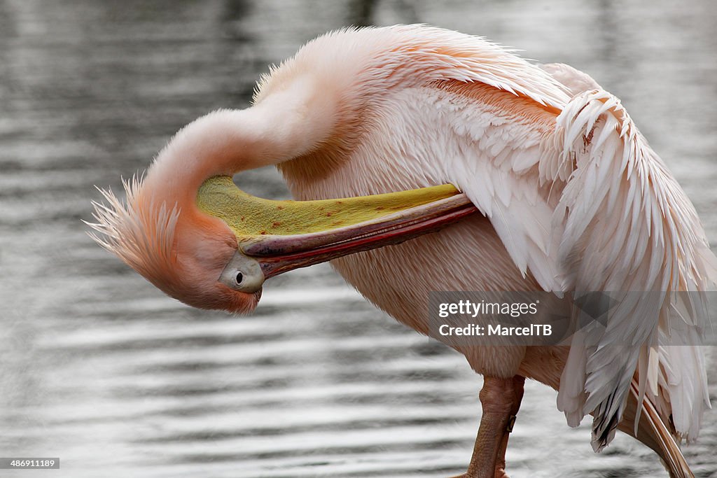 Pelican grooming its feathers