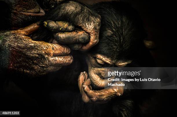 baby chimpanzee holding hands with his mother - macacos foto e immagini stock