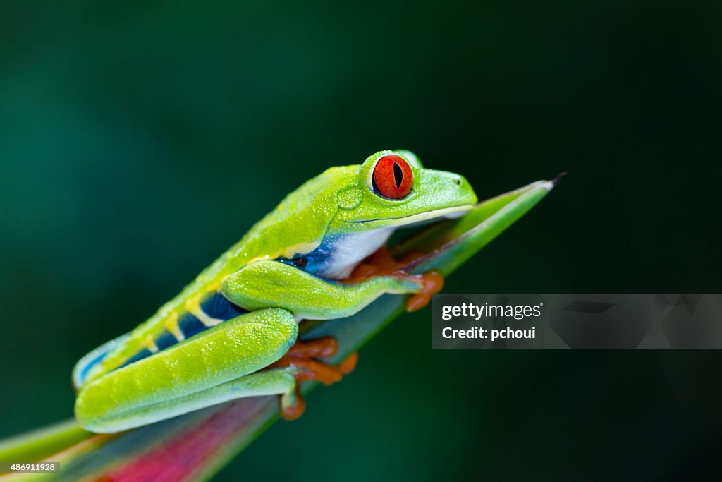 Red-Eyed Tree Frog climbing on heliconia flower, Costa Rica animal