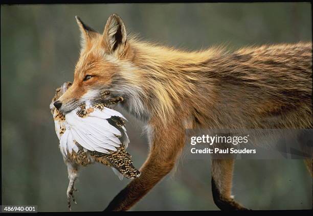 arctic fox (alopex lagopus) carrying prey in mouth - arctic fox food chain stock pictures, royalty-free photos & images