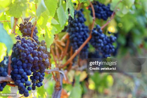 vineyard at autumn harvest - grape stock pictures, royalty-free photos & images