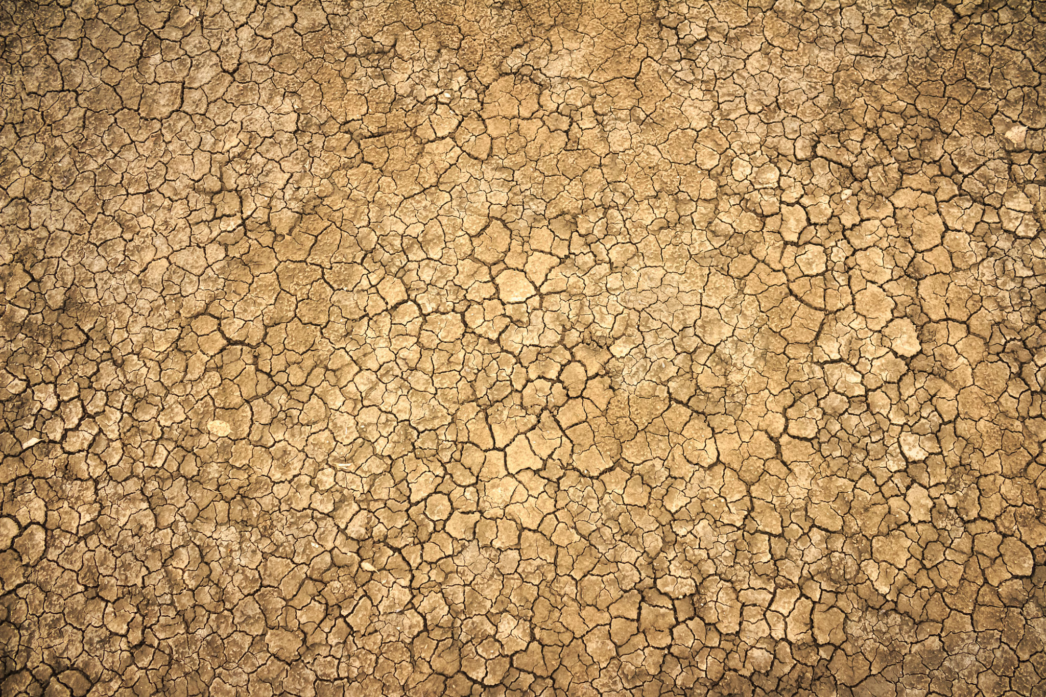 dry soil
