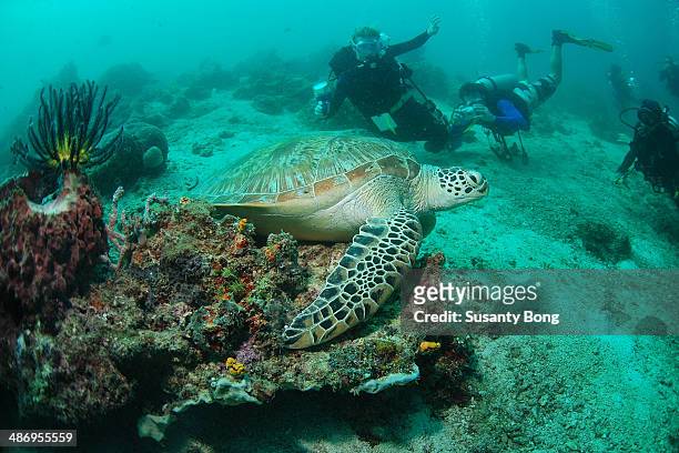Divers taking pictures of Hawksbill turtle