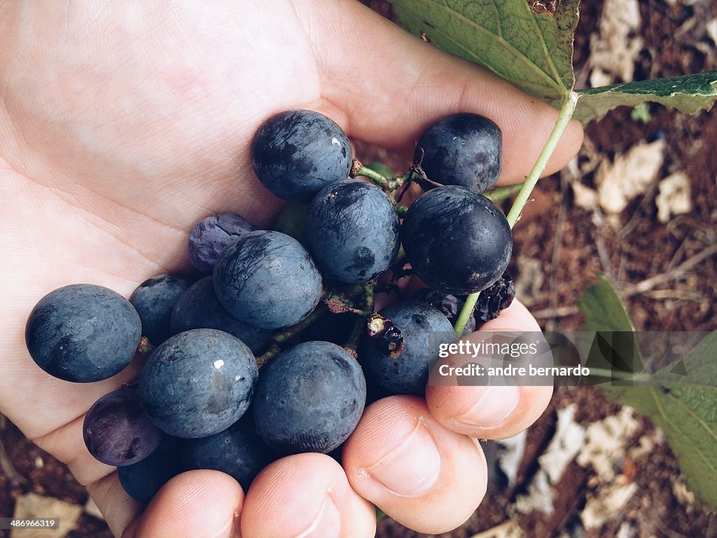 European Farmer Markets