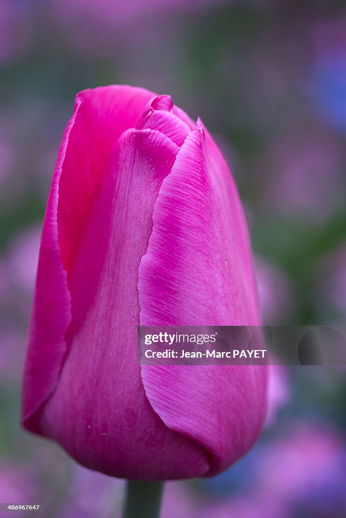 Perfect Purple!