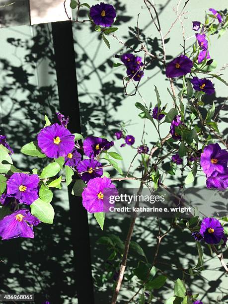 perfect purple! - katharine wright stockfoto's en -beelden