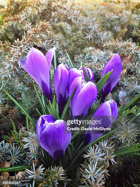 Pretty Corm Corm Shoot Photos and Premium High Res Pictures - Getty Images