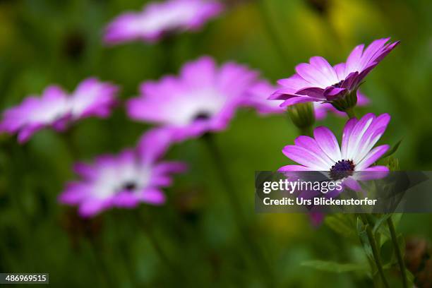 perfect purple! - blickenstorfer foto e immagini stock