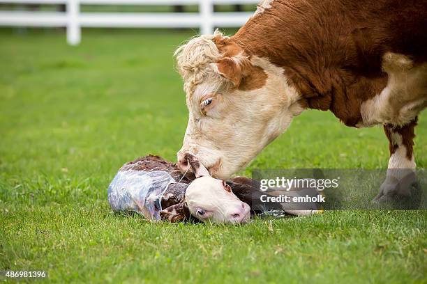 brown & white hereford cow licking her newborn calf - hereford cow stock pictures, royalty-free photos & images