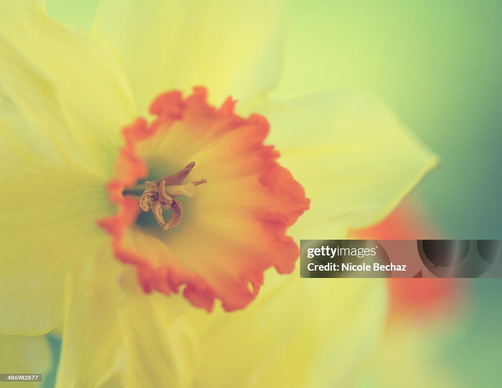 Daffodil