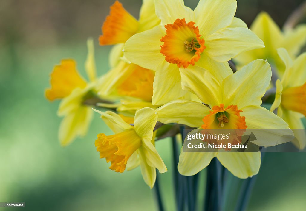 Bunch of Daffodils