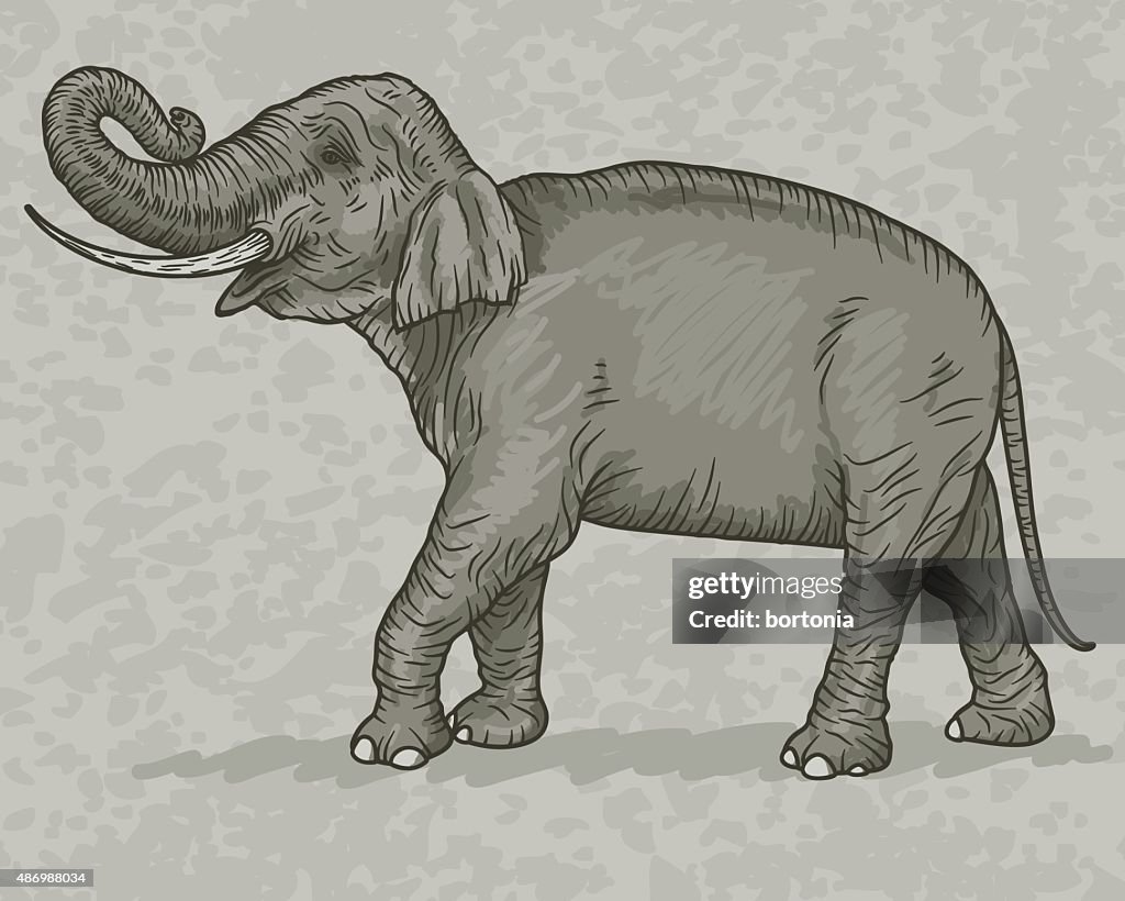 Indian Elephant Vintage Sketch Style