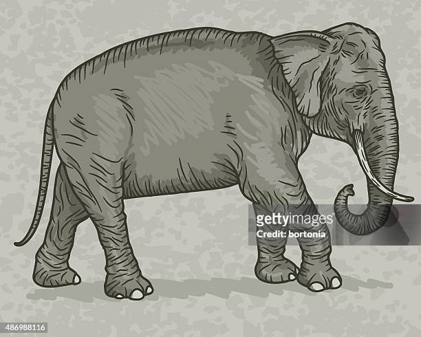 indian elephant vintage sketch style - indian elephant illustration stock illustrations