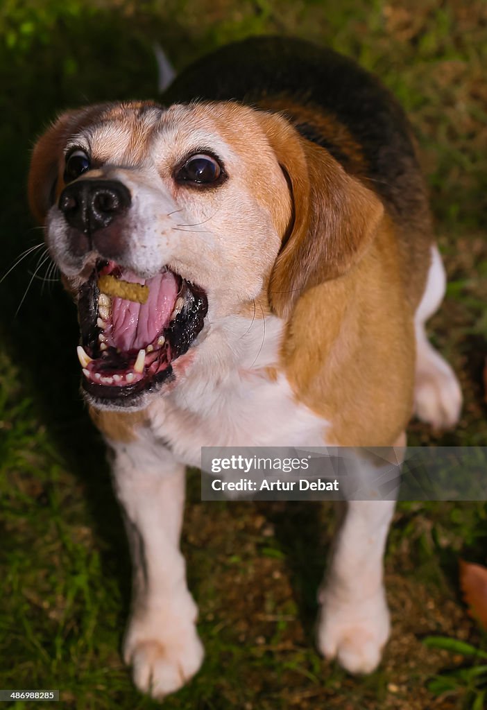 Awkward Pet Portraits