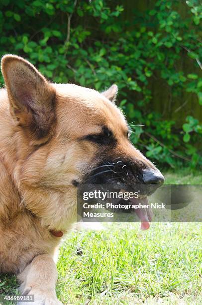 awkward pet portraits - german shepherd teeth stock pictures, royalty-free photos & images