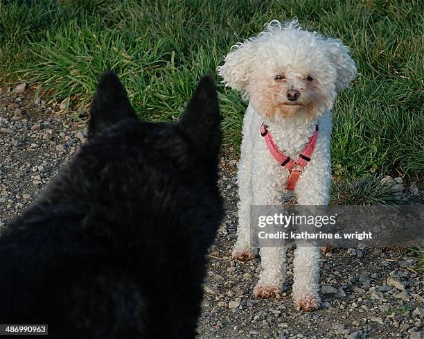 awkward pet portraits - katharine merry stock pictures, royalty-free photos & images