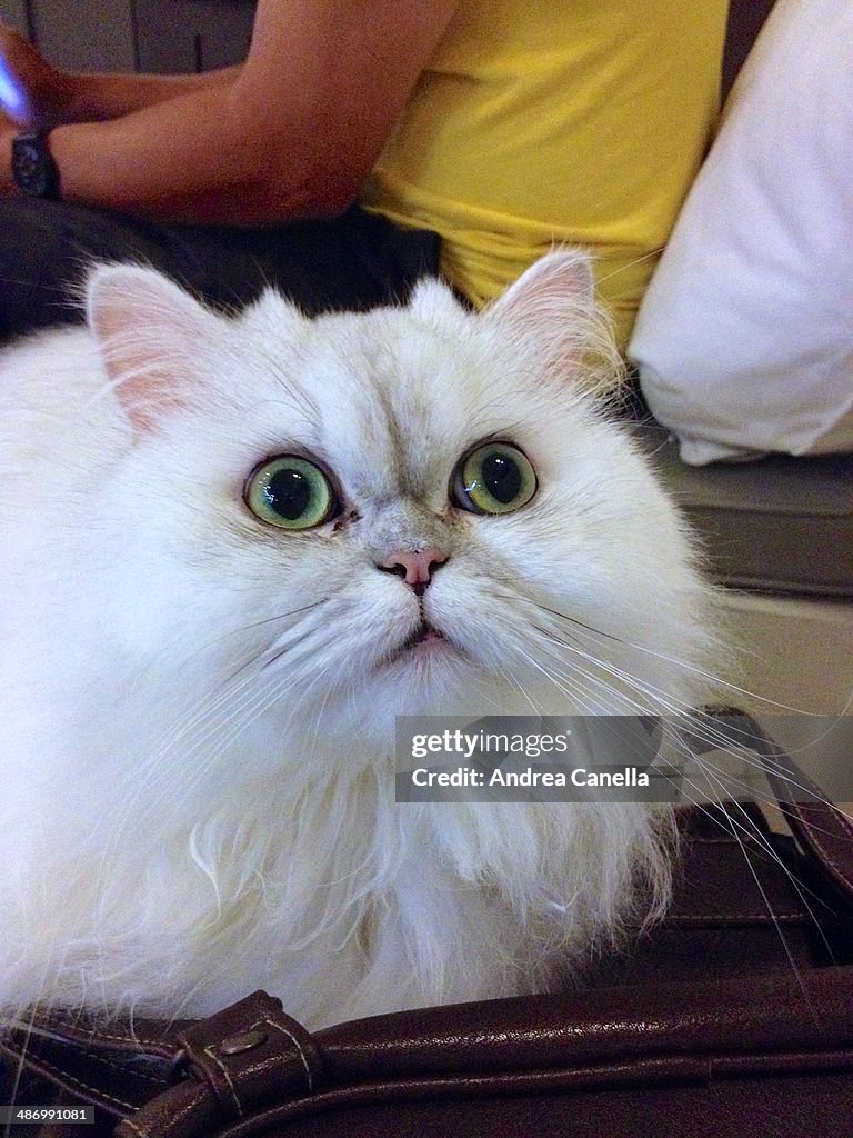 Awkward Pet Portraits