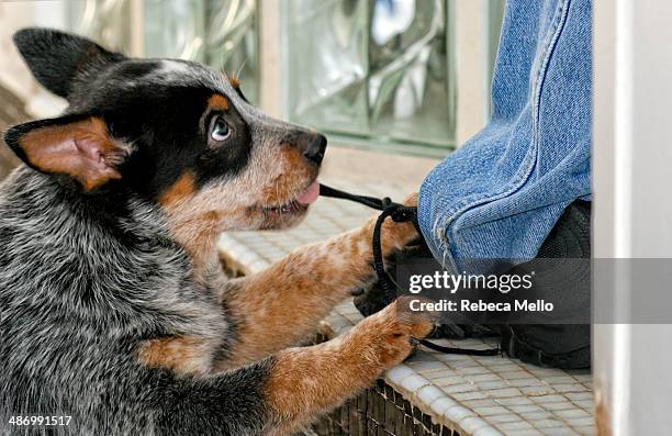 awkward pet portraits - australian cattle dog stock pictures, royalty-free photos & images